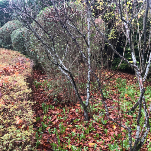 Woluwe1150_ Feuilles mortes 1.1