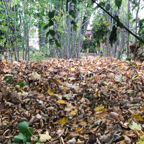 Woluwe1150_ Feuilles mortes 1.2