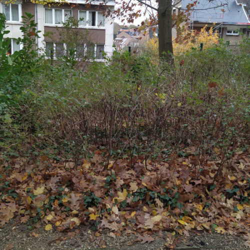 Woluwe1150_ Feuilles mortes 1.3