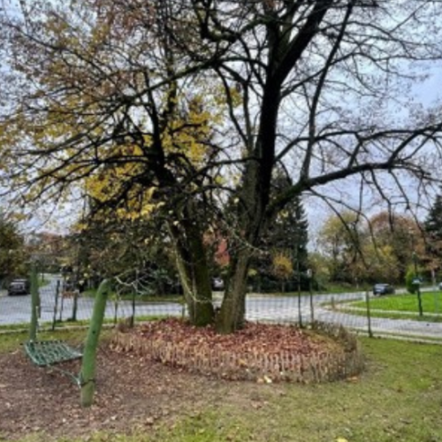 Woluwe1150_Projet Carbone - paillage